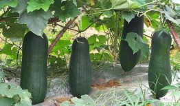 诸暨网红吃瓜事件真相是真的吗